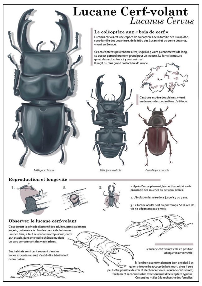 Carte postale - Le lucane cerf-volant